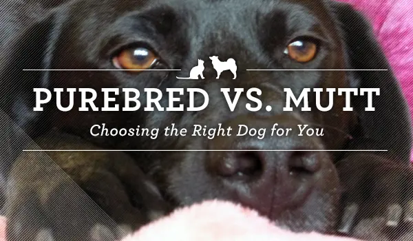 are mixed breed dogs healthier than purebred dogs