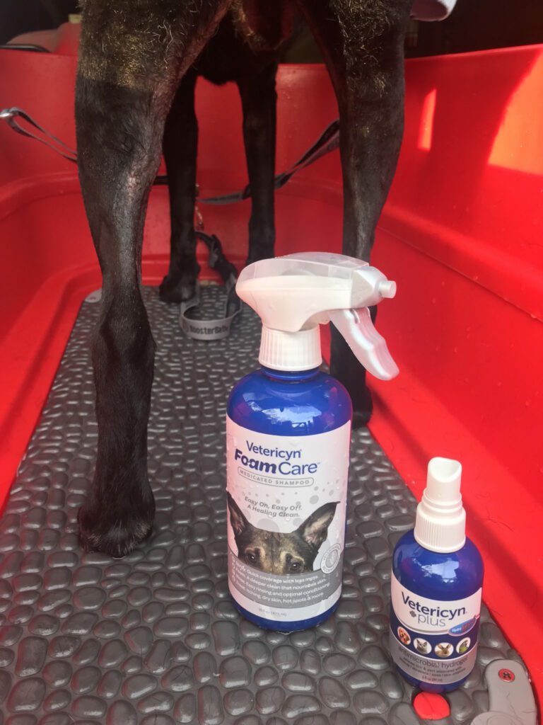 What Do You Need in Your Pet’s Medicine