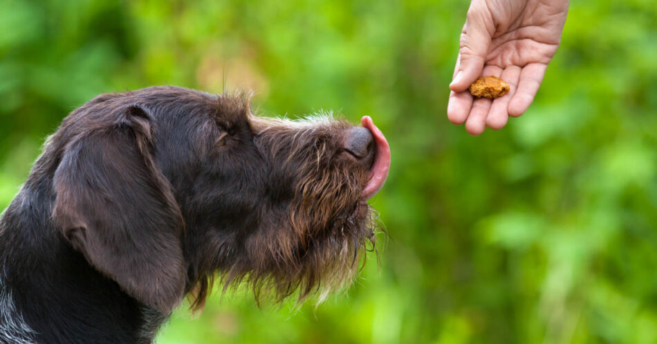 Safe Human Foods For Dogs