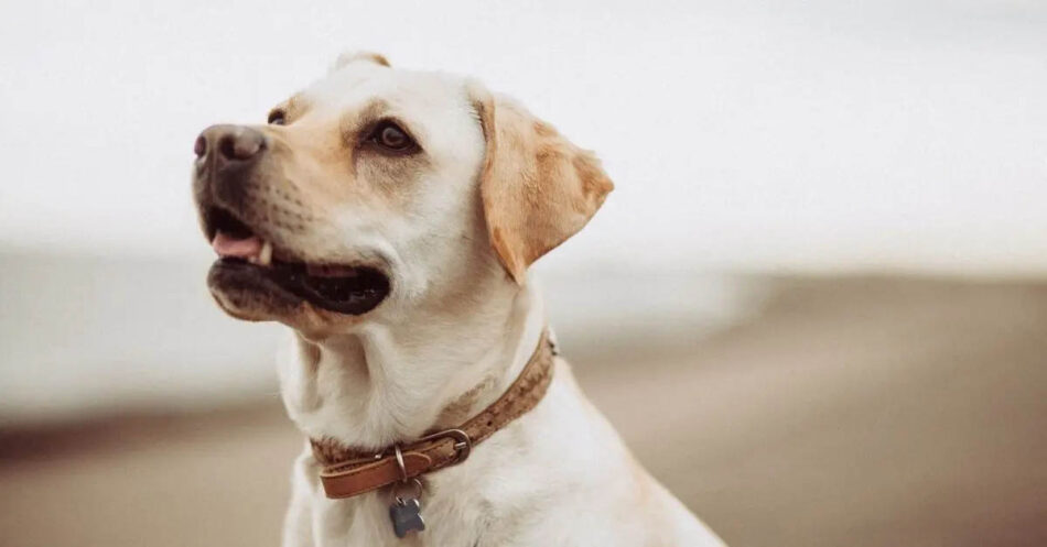 Canine Good Citizenship Award For Your Dog