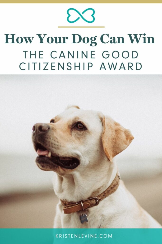 Here is how your dog can win the Canine Good Citizenship award