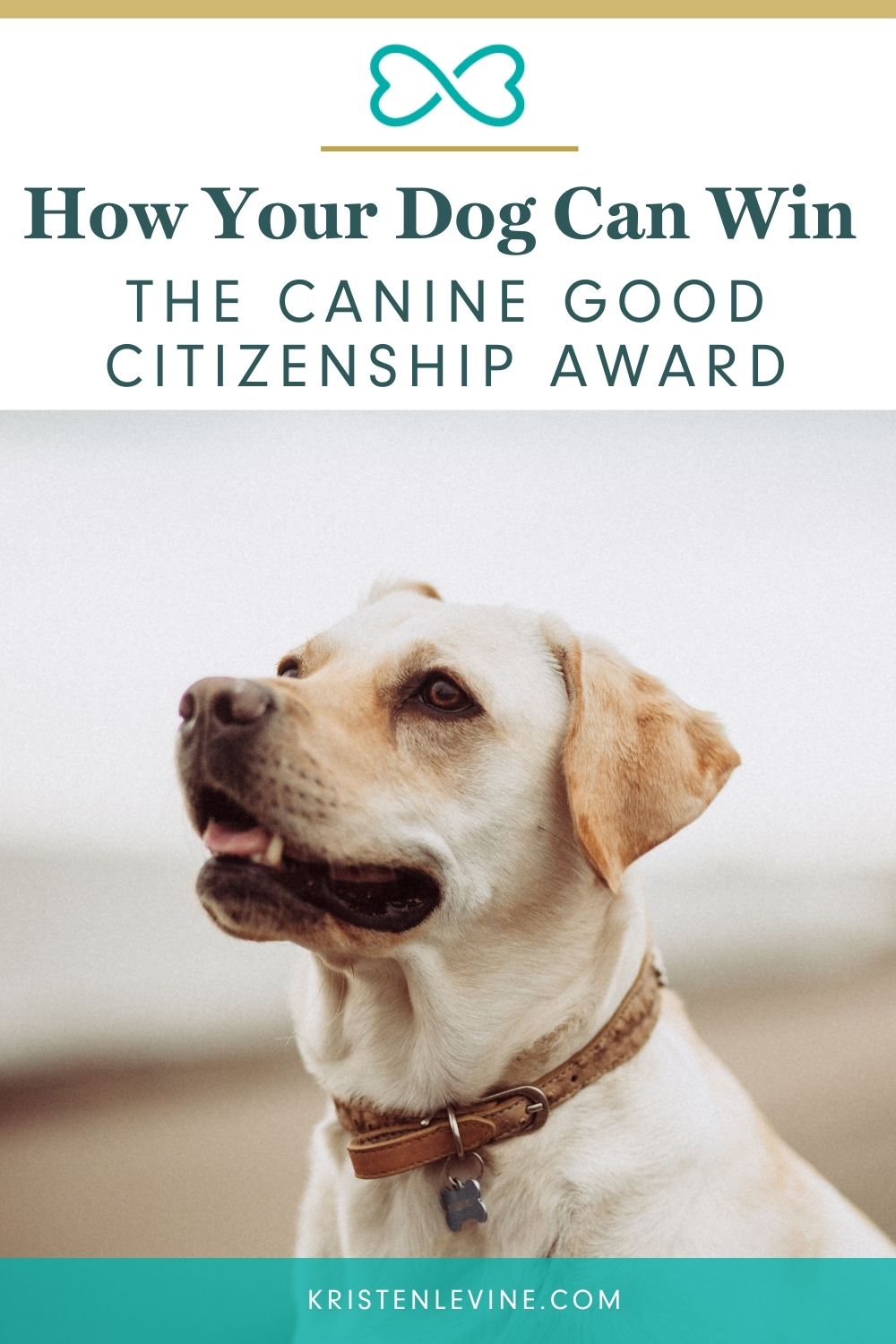 How Your Dog Can Win the Canine Good Citizenship Award