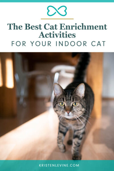 Keep your indoor cat entertained with these enrichment activities!