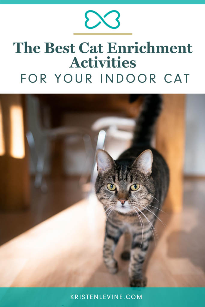 The Best Cat Enrichment Activities for Your Indoor Cat