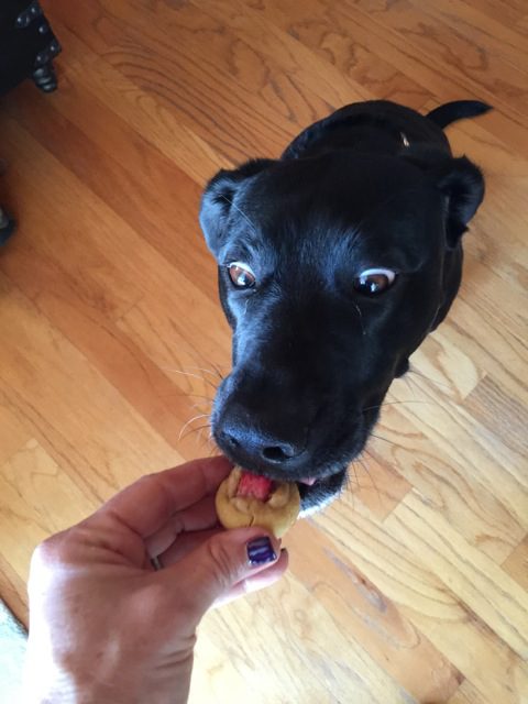 pet care dog getting treat