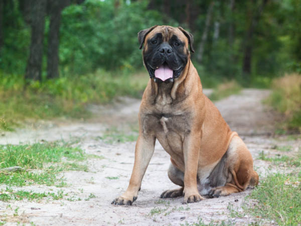 bull mastiff