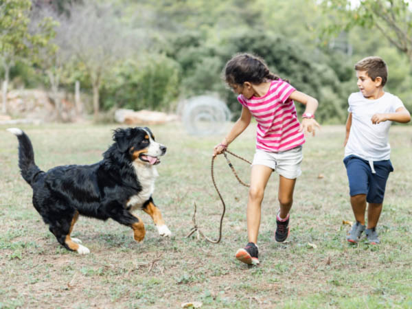 bernese mountain dog playing with kids