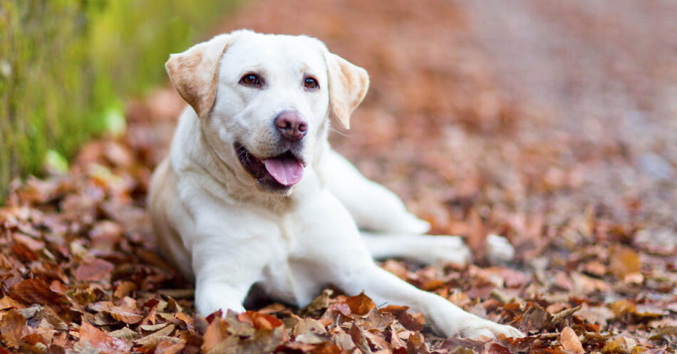 what is considered a purebred dog