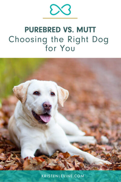 purebred vs mutt choosing the right dog for you pin