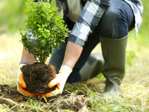 plant a tree as a pet memorial