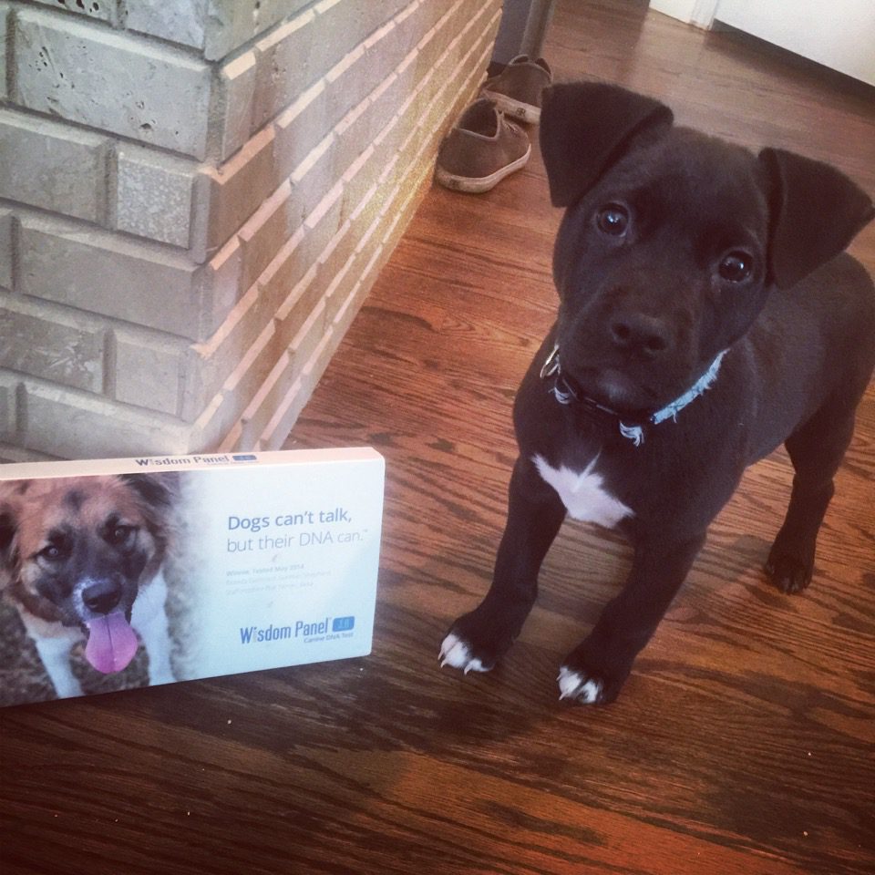 WisdomPanel Doggie DNA Test for Cola