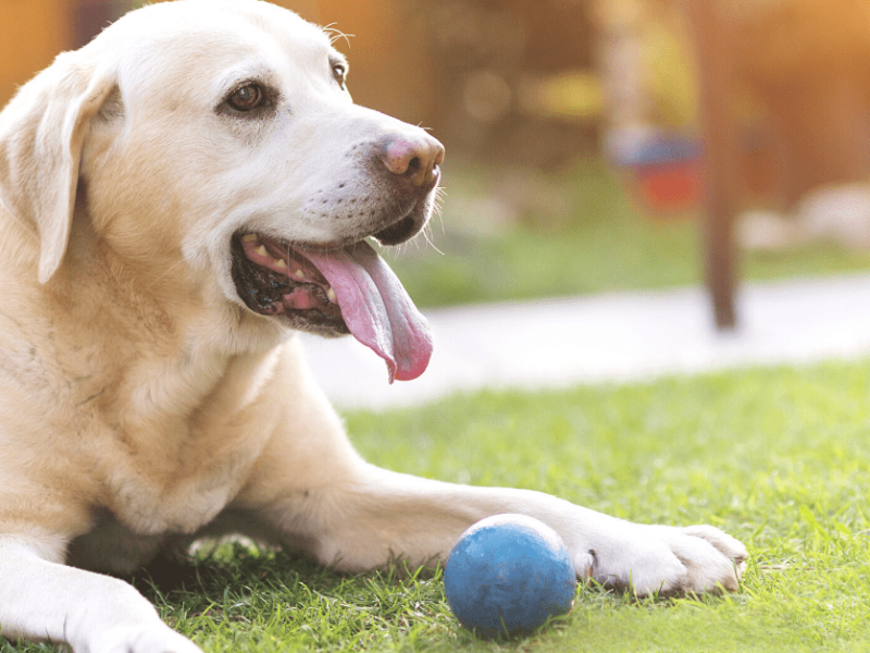 calming toys for senior dogs