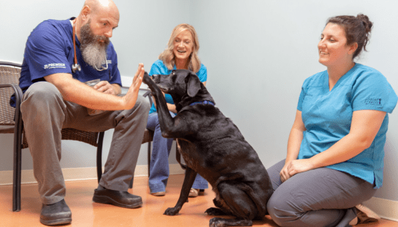 How to thank the people that care for your fur family.