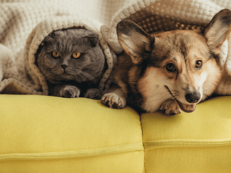 love your pet day images