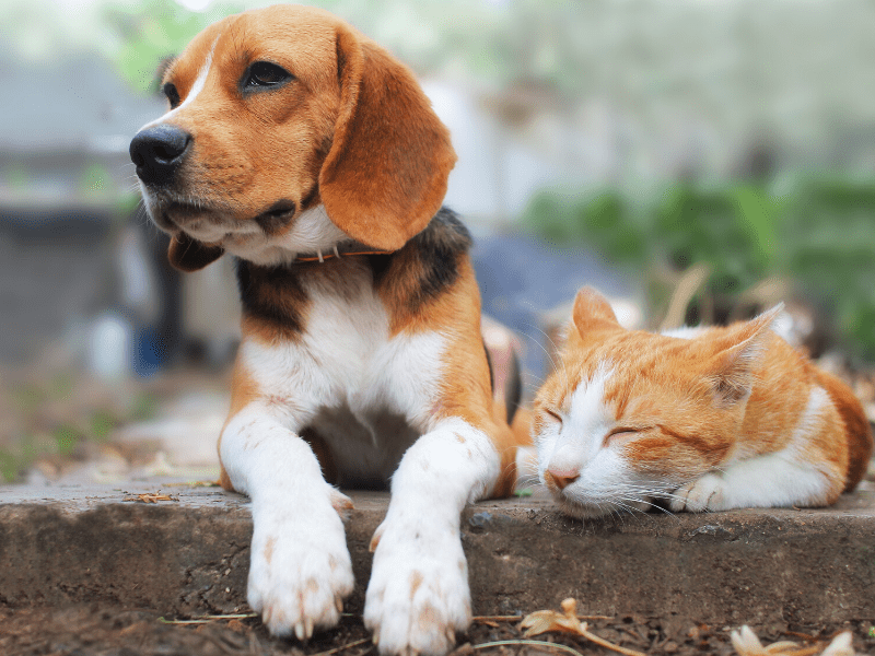 July is Lost Pet Prevention Month! Learn 4 ways you can help keep your pets safely at home.