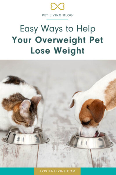 easy ways to help your overweight pet lose weight pin