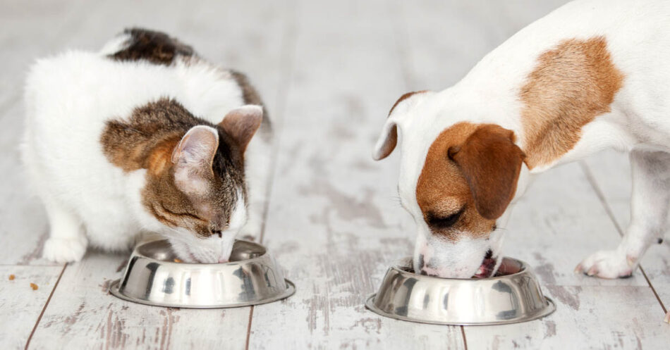 How To Help Your Overweight Cat Or Dog Lose Weight