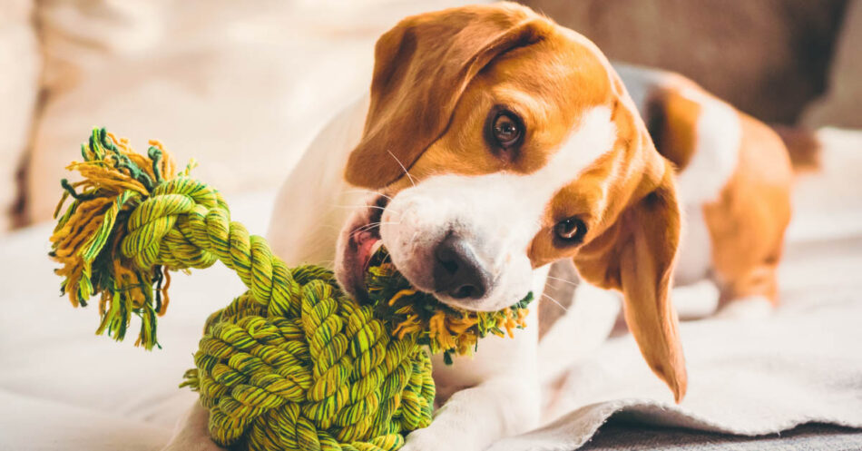 What You Need To Know About Pet Product Safety