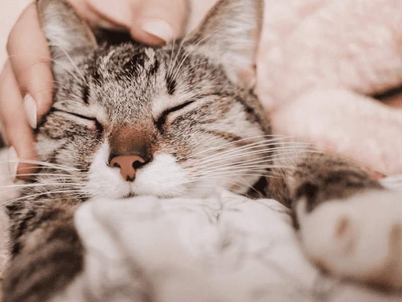 5 Important Things You Can Do to Keep Your Cat Healthy | Kristen Levine Pet  Living