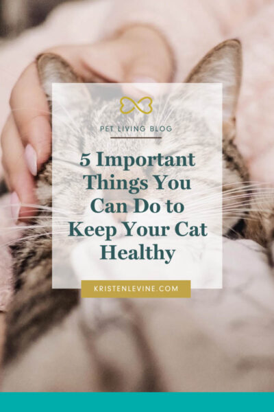 5 important things you can do to keep your cat healthy pin