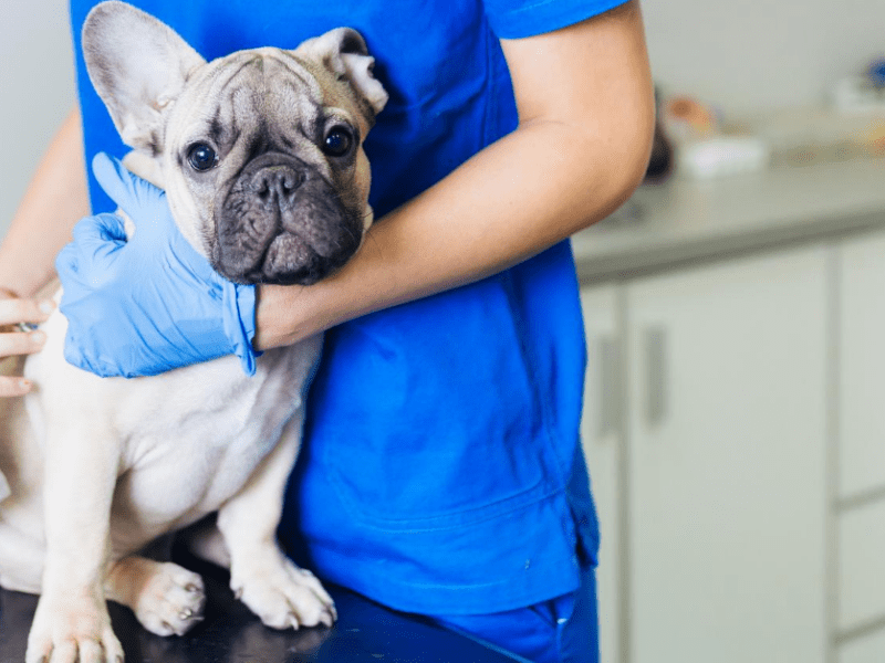 Vet visits don't have to cause your dog anxiety! Here's how to help.
