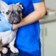 Vet visits don't have to cause your dog anxiety! Here's how to help.