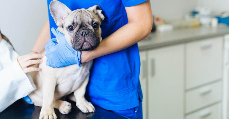 How To Help Your Dog Have A Fear Free Vet Visit