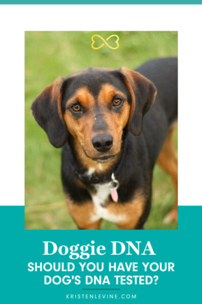 should you have your dog's dna tested pin