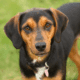 Is your rescue pup a mixed breed? You can check his DNA with this easy tool.