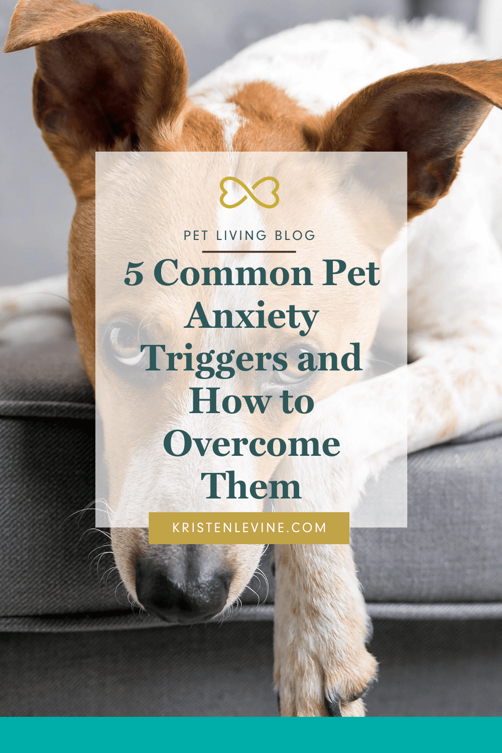 5 Common Pet Anxiety Triggers and How to Them Pin 1