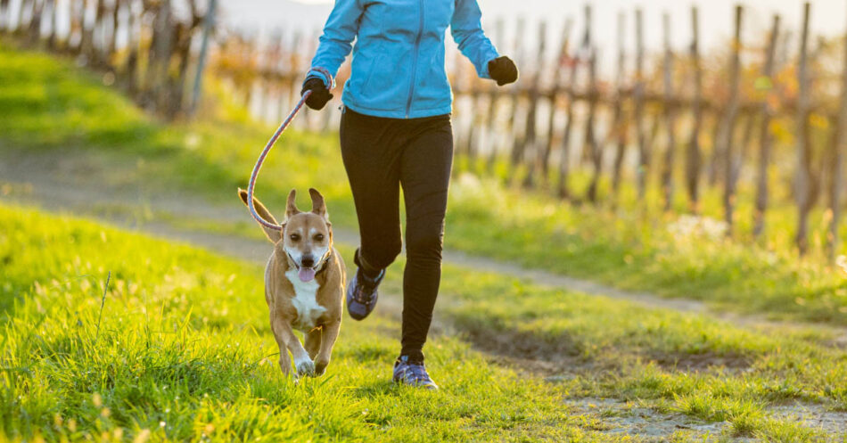 how to start running with your dog