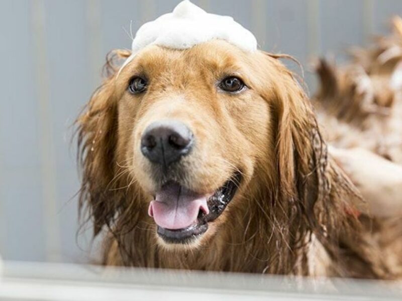 Read this before you buy a Bissell BarkBath