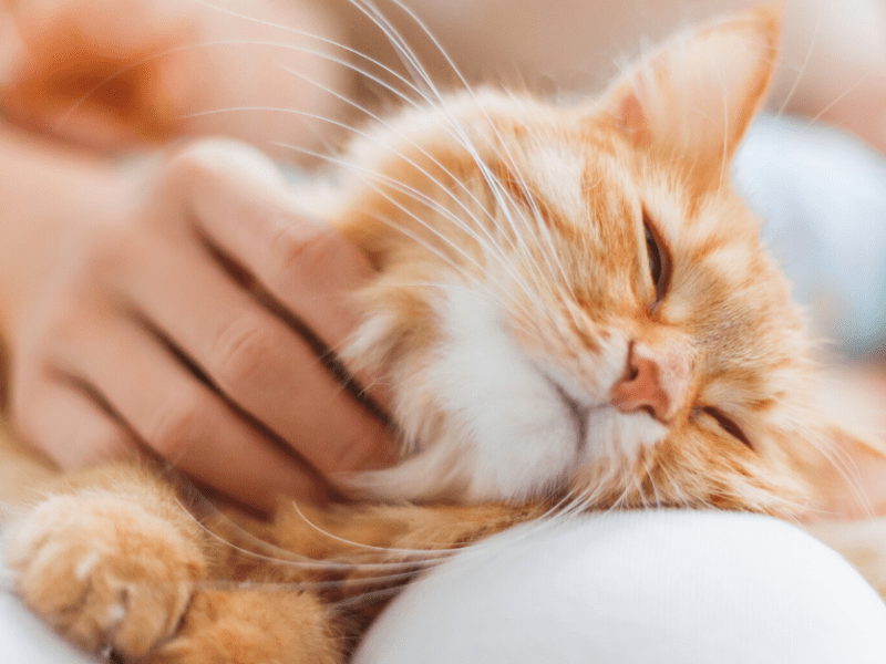 5 Ways to Say I Love You to Your Cat | Pet Living Kristen Levine