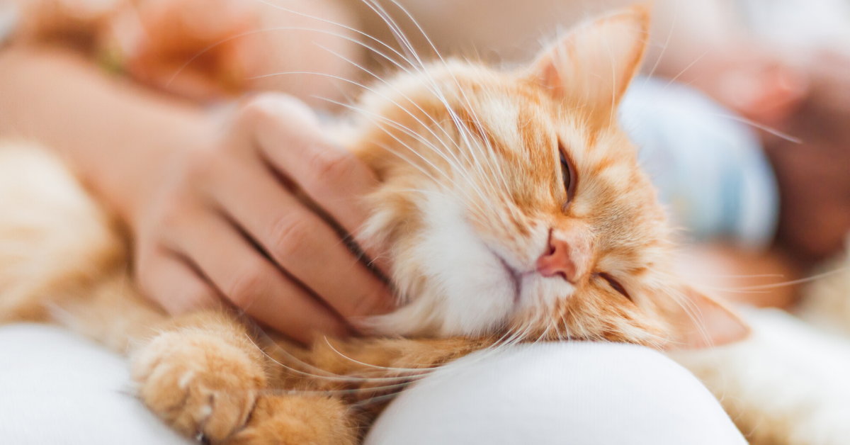 Scaredy Cat? 15 Tried-And-True Tips To Earn Your Cat's Trust