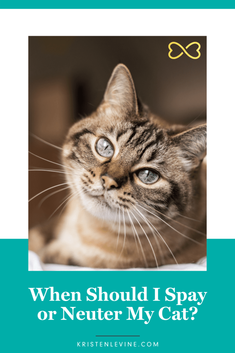 When Should I Spay or Neuter My Cat?