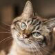 New cat? It's time to spay or neuter!