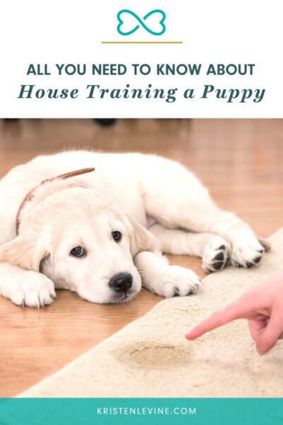 all you need to know about house training a puppy pin