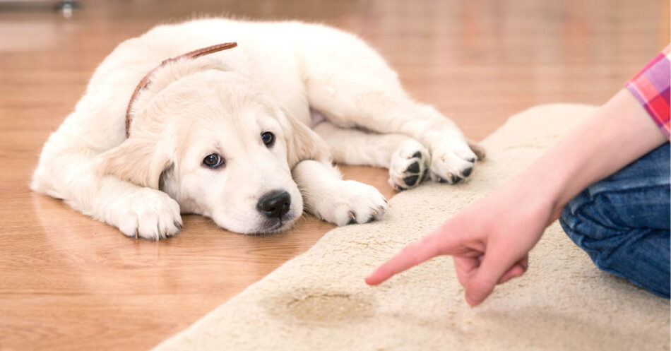 All You Need to Know About House Training a Puppy