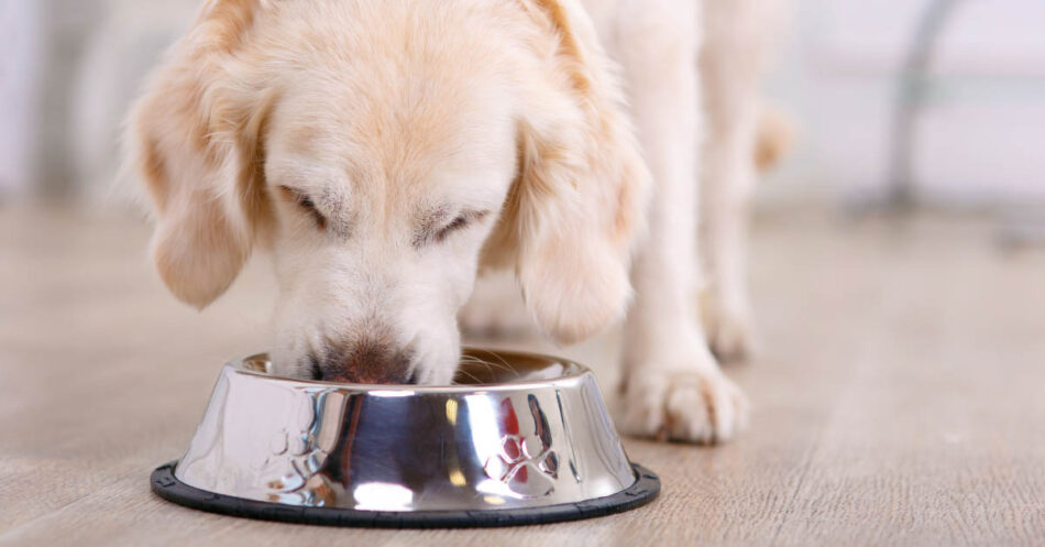 Best dog food for golden store retriever 2017