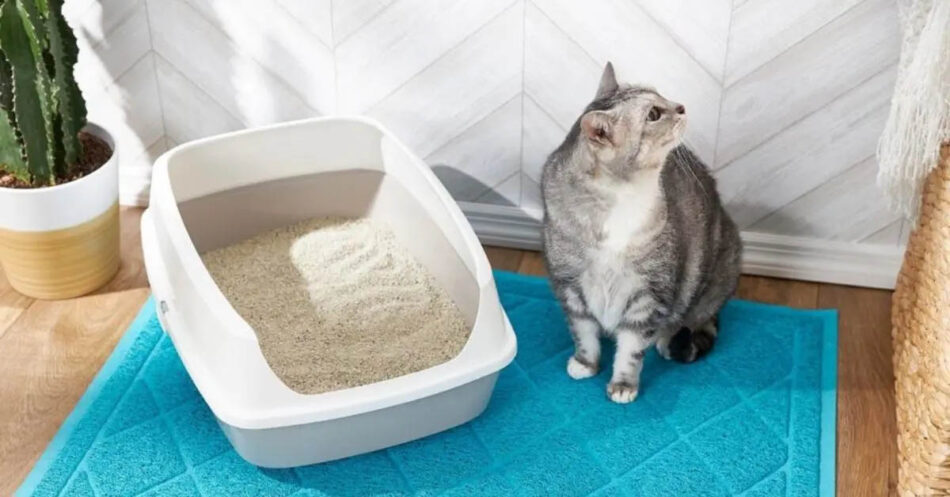 How to Keep Cat Litter Off the Floor Pet Living