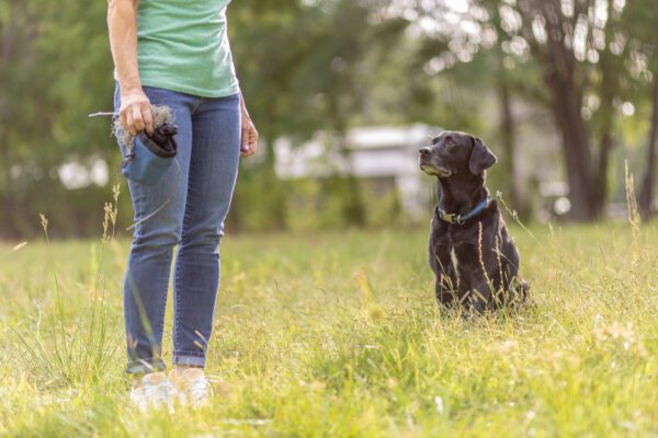 dog staying