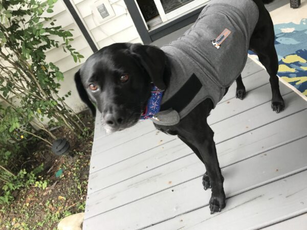 Chilly wearing his ThunderShirt.