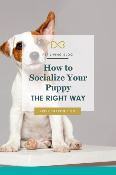 how to socialize your puppy pin