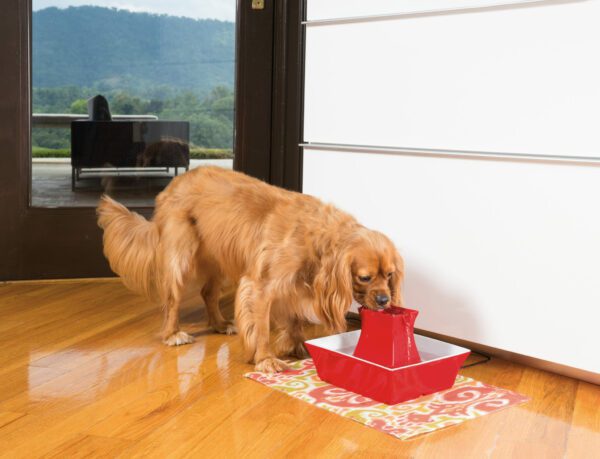 Dog Drinking From Pagoda Drinking Fountain