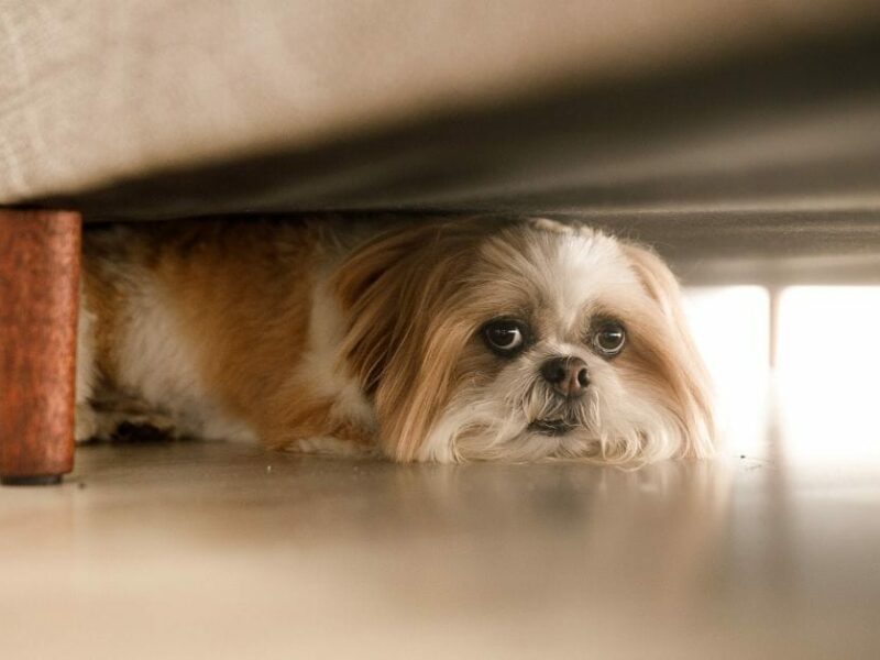 How to Calm Your Dog During Thunderstorms Pet Living