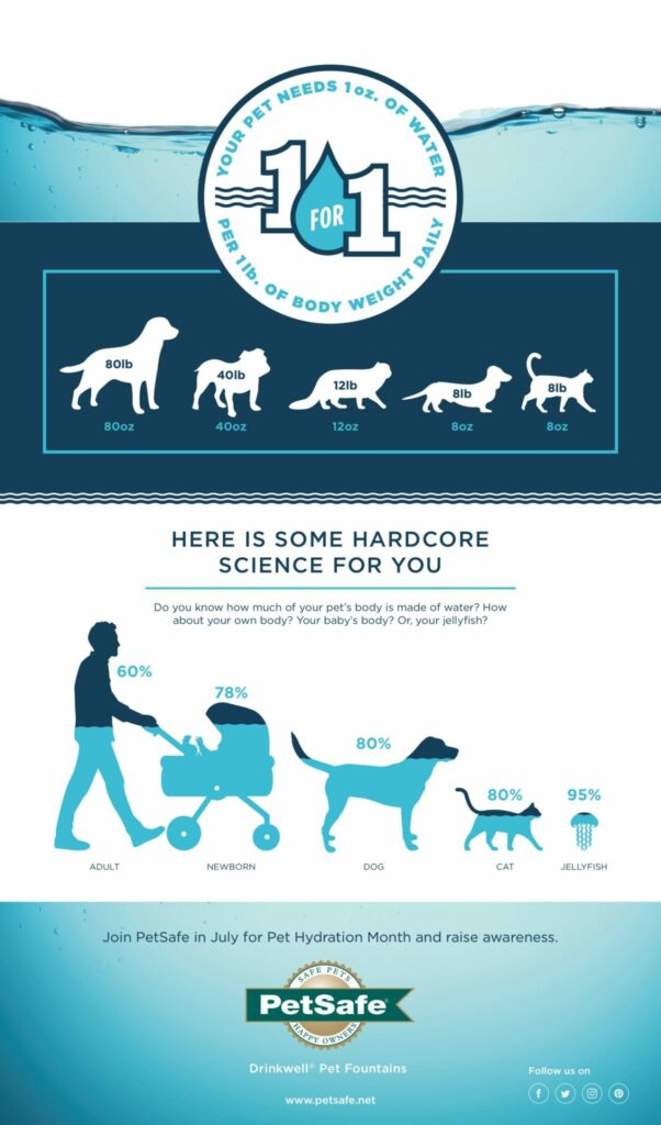 Pet hydration month infographic