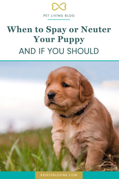 when to spay or neuter your dog or puppy and if you should pin