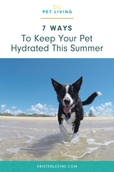 7 ways to keep your pet hydrated this summer pin