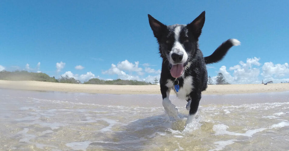 How To Keep Your Dog Hydrated And Cool In Summer