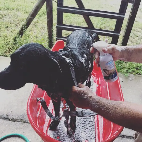 Chilly bath time Foam Care shampoo